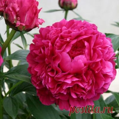 Пион «Канзас» (25 фото): описание сорта, особенности посадки и ухода, отзывы