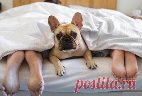 «Тузик, иди к мамочке!» Почему люди очеловечивают домашних питомцев? В наше время, нередко можно услышать, как люди, гуляющие со своими питомцами, обращаются к ним так, будто бы это их ребенок.«Бель, ...