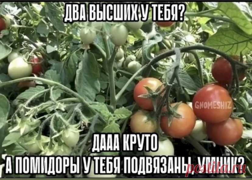Выпуск №6507 - выпуск анекдотов сайта вокруг смеха