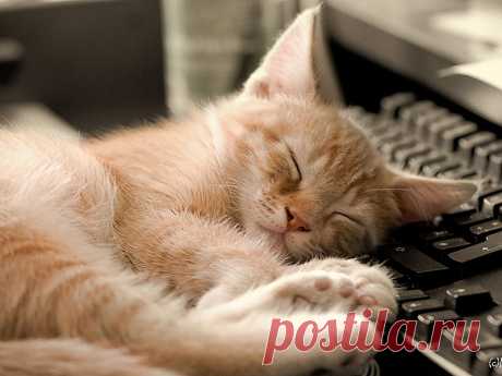 Спящий кот на клавиатуре, кошачий, сон, клавиатура, кошка, котенок, компьютер, животное, сладкое, HD обои | Пиккс