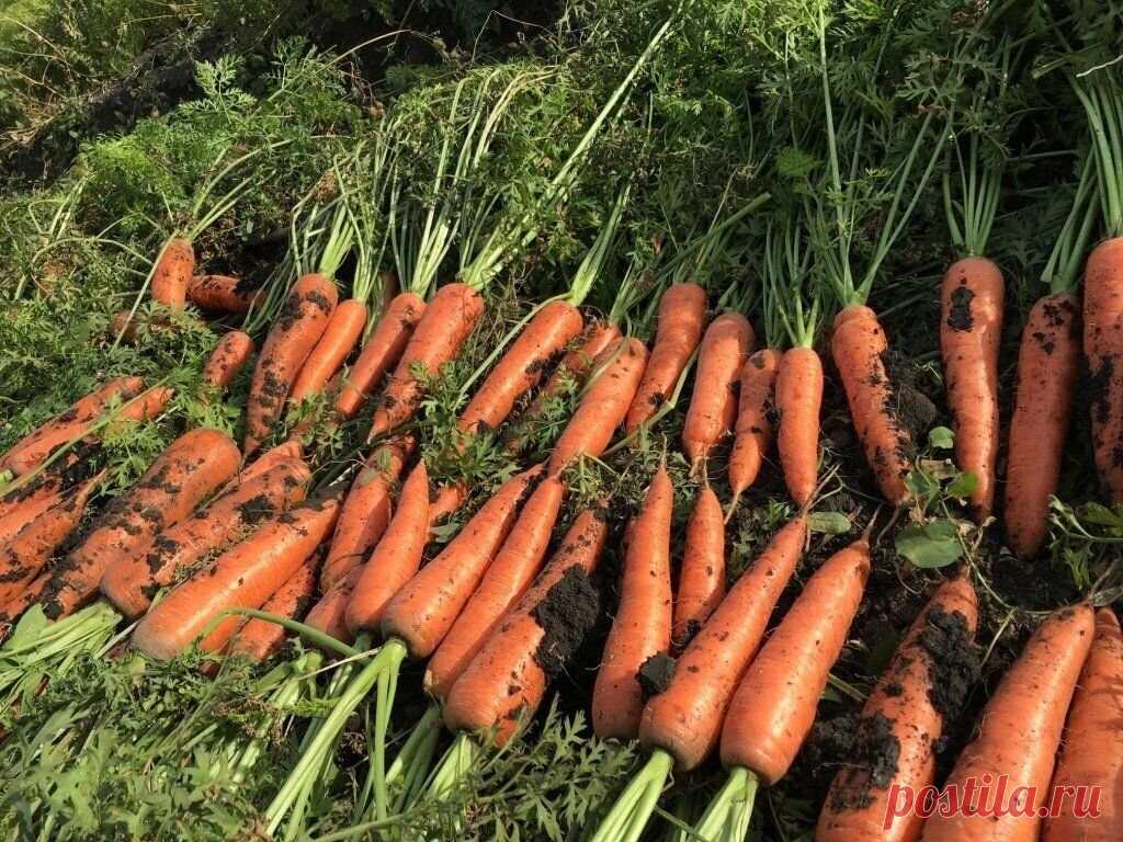 Какие сорта моркови дают богатый урожай, а какие очень разочаровали в этом году Усилия селекционеров не проходят даром, и каждый сезон появляются новые сорта культуры, совмещающие отличные вкусовые качества, великолепные потребительские отзывы и высокую урожайность.