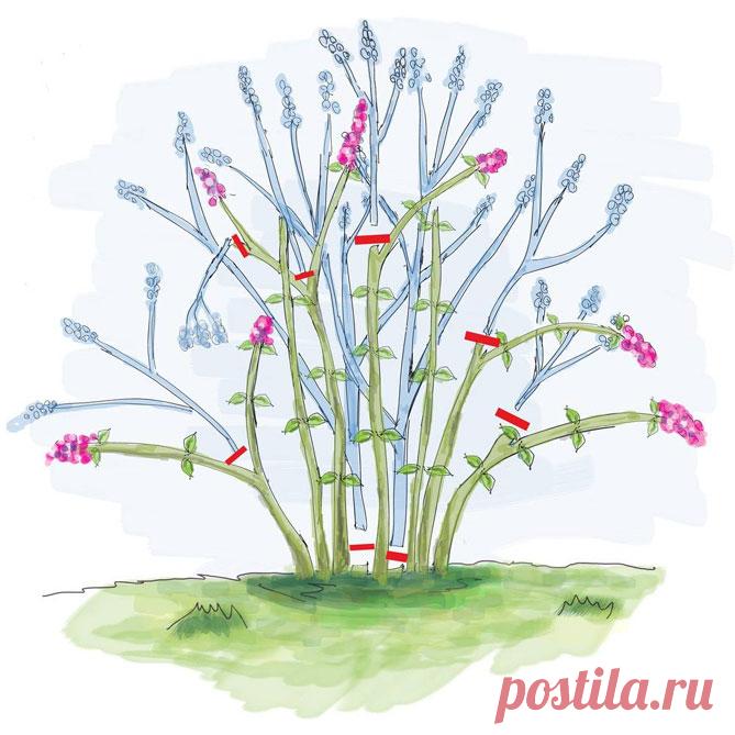 Вейгела – посадка и уход в открытом грунте, сорта, фото