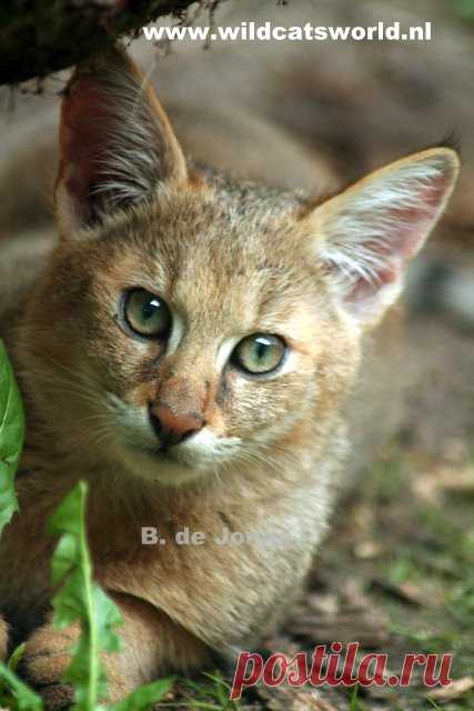 Кошка джунглей (Felis Chaus) - Журнал Wild Cats