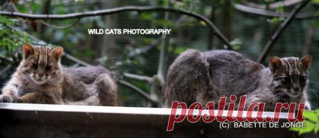Азиатский леопардовый кот (Prionailurus bengalensis) - Журнал Wild Cats
