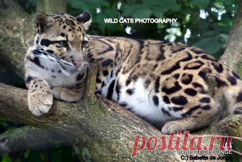 Дымчатый леопард (Neofelis nebulosa) - Журнал Wild Cats