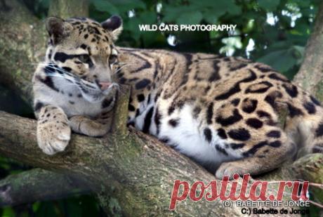 Дымчатый леопард (Neofelis nebulosa) - Журнал Wild Cats