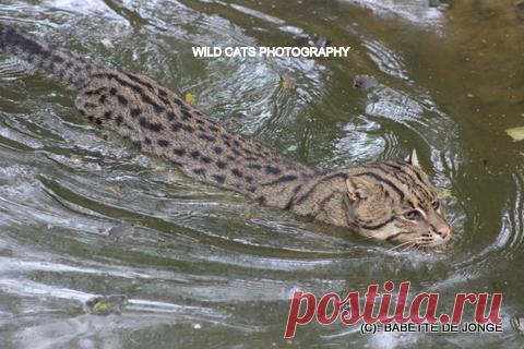 Fishing cat (Prionailurus viverrinus) - Wild Cats Magazine The Fishing Cat (Prionailurus viverrinus) is a medium-sized cat whose disjunct global range extends from eastern Pakistan through portions of India, Nepal and Sri Lanka, throughout Bangladesh and Mainland Southeast Asia to Sumatra and Java. The closest relative is the Flat-headed cat. The Fishing Cat lives along rivers, streams and mangrove swamps. It is well ... More...