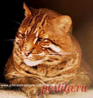 Asian Golden Cat (Pardofelis Temminckii) - Wild Cats Magazine The Asian Golden Cat lives throughout Southeast Asia, ranging from Tibet and Nepal to Southern China, India, and Sumatra. It prefers forest habitats interspersed with rocky areas, and is found in deciduous, subtropical evergreen, and tropical rainforests. The Asian Golden Cat is sometimes found in more open terrain. It ranges from the lowlands to altitudes ... More...