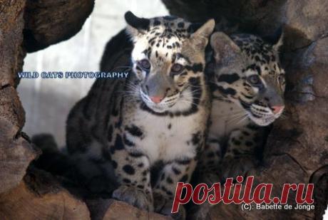 Дымчатый леопард (Neofelis nebulosa) - Журнал Wild Cats