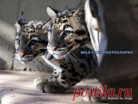 Дымчатый леопард (Neofelis nebulosa) - Журнал Wild Cats