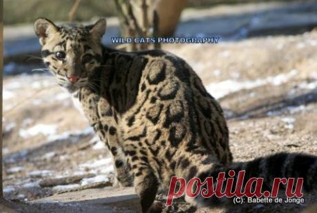 Дымчатый леопард (Neofelis nebulosa) - Журнал Wild Cats