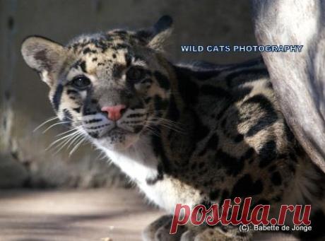 Дымчатый леопард (Neofelis nebulosa) - Журнал Wild Cats