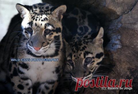 Дымчатый леопард (Neofelis nebulosa) - Журнал Wild Cats