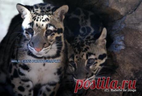 Дымчатый леопард (Neofelis nebulosa) - Журнал Wild Cats