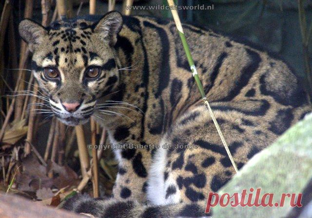 Дымчатый леопард (Neofelis nebulosa) - Журнал Wild Cats