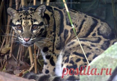 Дымчатый леопард (Neofelis nebulosa) - Журнал Wild Cats