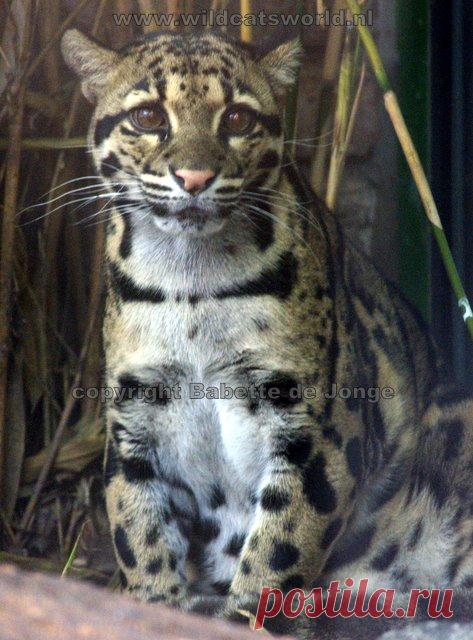 Дымчатый леопард (Neofelis nebulosa) - Журнал Wild Cats