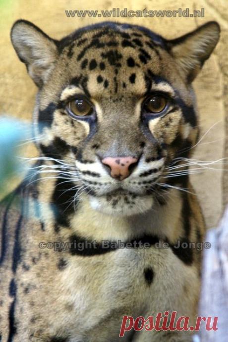 Дымчатый леопард (Neofelis nebulosa) - Журнал Wild Cats