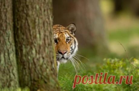 Тигры больше не вымирают. Почему хищники стали чаще выходить к людям? Амурский тигр больше не вымирающий вид. Звери почувствовали себя абсолютно свободно и теперь выходят к людям в поисках легкой добычи. Могут ли люди чувствовать себя безопасно, когда видят тигра, узнала обозреватель «МИР 24».Защитится от полосатого хищника почти невозможно. Всю неделю тигр...