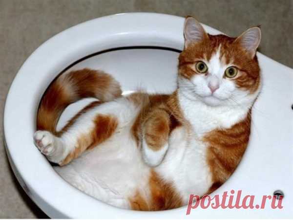 Смешные коты и странные места для отдыха