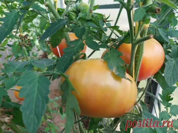 Что обязательно сделать с томатами после 20 августа: секрет для ускоренного созревания последних плодов. Основной акцент после 20 августа делается на максимальном освещении кистей солнцем.