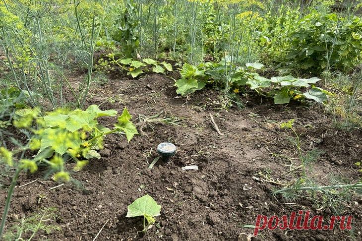 Зачем нужно делать «горячие» грядки осенью: какой процесс согреет корни растений весной без удобрений. Создание «горячих» грядок в сентябре-октябре — это инвестиция в ранний и мощный старт растений следующей весной.