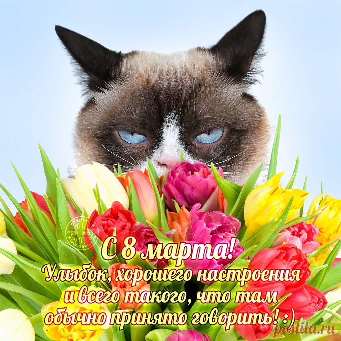 с 8 марта открытка с котиком
