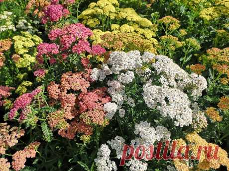 Тысячелистник – Google Поиск