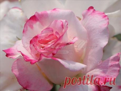 Саженцы кустовых роз - купить недорого саженцы для посадки в Москве в питомнике