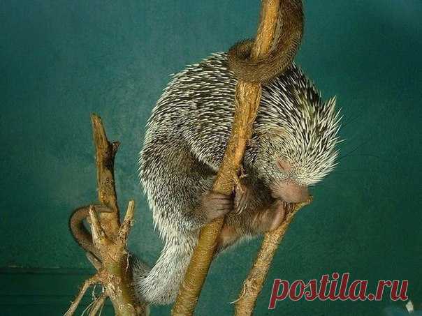 Животные, которые устали