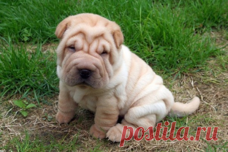 Шарпей - плюшевый милаха Первое упоминание о породе шарпей (Shar Pei, Chinese Fighting Dog с англ.) относится к 206 г. до н.э. - 220 г. до н.э. В те времена их предки использовались в Китае как бойцовские собаки. Изображения шарпеев украшают произведения искусства династии китайских императоров Хань.Древние...