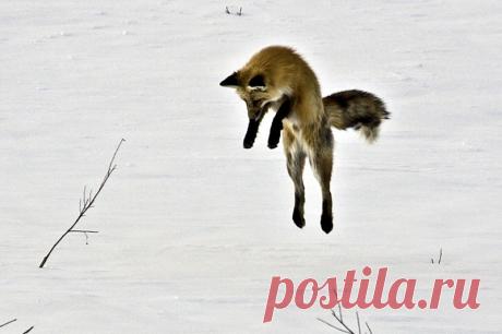 Охота на мышь