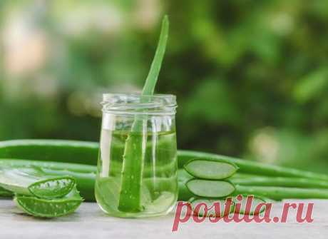 Польза алоэ: народные способы лечения многих заболеваний.