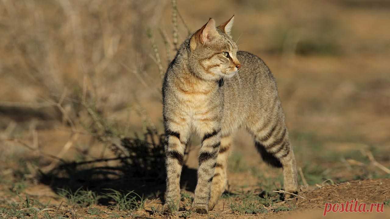 Африканская дикая кошка | MpalaLive!