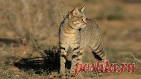 Африканская дикая кошка | MpalaLive!