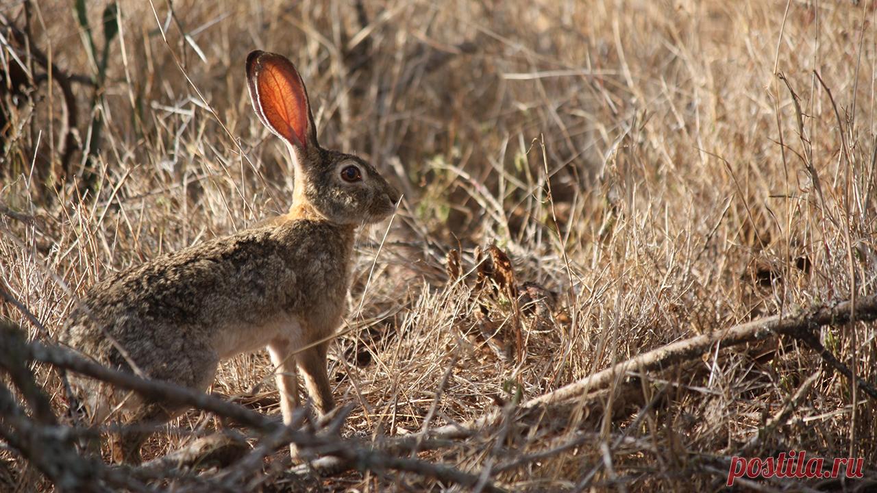Африканский заяц из саванны | MpalaLive!