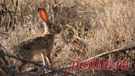 Африканский заяц из саванны | MpalaLive!