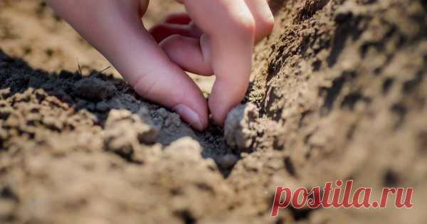 Семена уже готовы: какие овощи сеют в открытый грунт раньше всего Что посадить ранней весной в открытый грунт? Существует немало растений, которые высевают на грядку вскоре после схода снега и просыхания почвы. Такие культуры дают всходы даже при низких температурах и не боятся кратковременных заморозков.