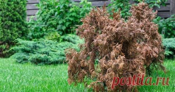 5 самых частых проблем с хвойными и их решение Что грозит хвойным культурам, растущим на дачных участках? Несмотря на уход, их, как и их лесных собратьев, не обходят стороной болезни и насекомые-вредители, которые способны уничтожить посадки. Доставить немало неприятностей может и яркое солнце.