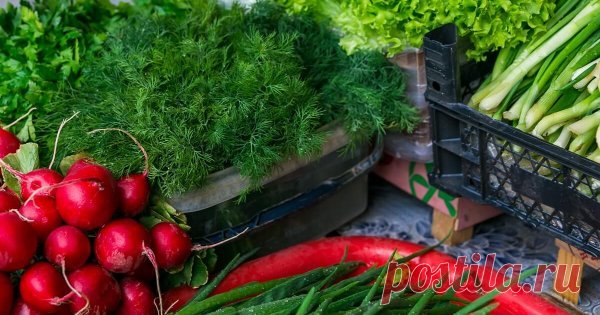 Ранняя зелень на продажу – учимся выращивать Среди всех огородных культур зеленные считаются 