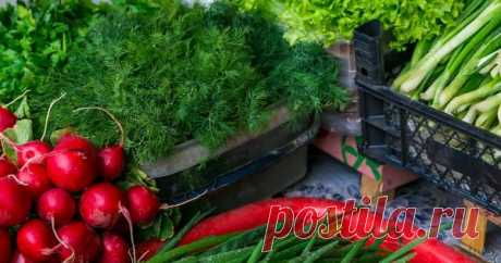Ранняя зелень на продажу – учимся выращивать Среди всех огородных культур зеленные считаются "пионерами". Поэтому именно они появляются на рынке прежде всех других. Когда и как посадить лук, салат, укроп, петрушку и кориандр, чтобы они взошли как можно раньше?