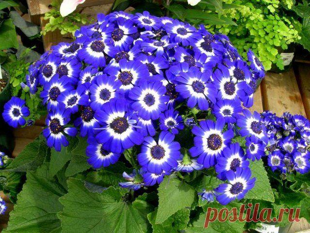 42 растения с синими цветками | Цветники и клумбы (Огород.ru)