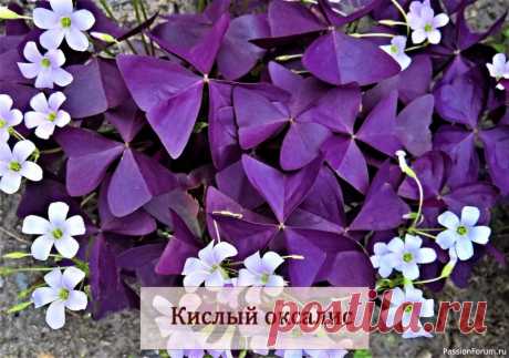 Комнатные растения: Кислица, кислый оксалис Род Оксалис (Oxalis L.) насчитывает около 800 видов растений семейства кисличных, произрастающих в Южной Африке, Южной и Центральной Америке, и лишь некоторые виды встречаются изредка в Центральной Европе.Латинское название рода отражает кислый вкус растения (лат. oxys &mdash;...