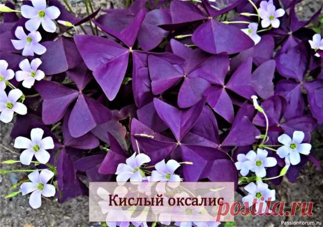Комнатные растения: Кислица, кислый оксалис Род Оксалис (Oxalis L.) насчитывает около 800 видов растений семейства кисличных, произрастающих в Южной Африке, Южной и Центральной Америке, и лишь некоторые виды встречаются изредка в Центральной Европе.Латинское название рода отражает кислый вкус растения (лат. oxys —...