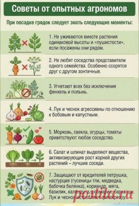 Дачникам. При посадке грядок нужно знать следующие моменты