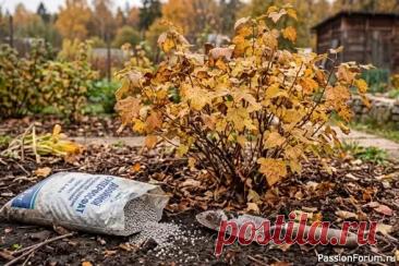 Дачникам. Осенняя подкормка смородины