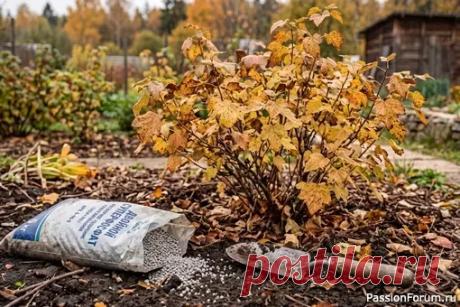 Дачникам. Осенняя подкормка смородины