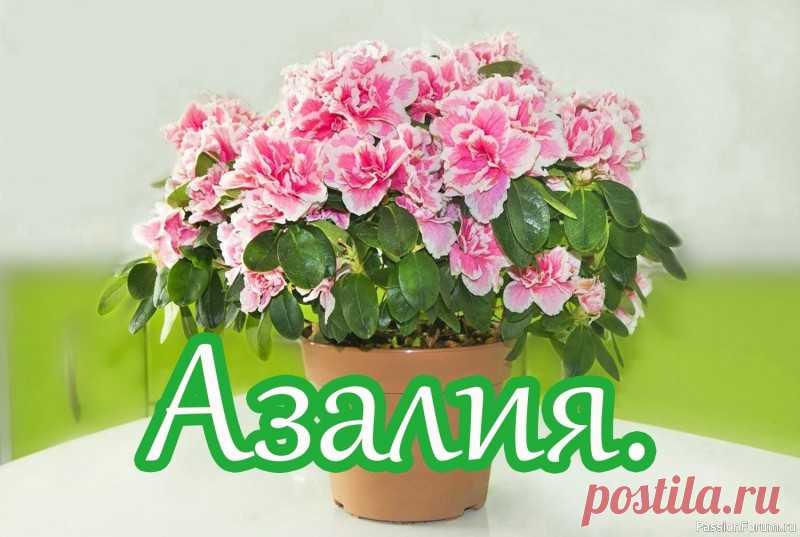 Азалия. Как выбирать цветок Секреты уходаЭта пышная красавица уже много лет на пике популярности. Но вы все еще не решаетесь купить ее, опасаясь широкого списка капризов? Все не так страшно. Главное — вооружиться соответствующими знаниями.Как выбирать растение1. Лучше выбирать средний экземпляр: не большой и...