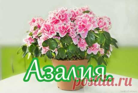 Азалия. Как выбирать цветок Секреты уходаЭта пышная красавица уже много лет на пике популярности. Но вы все еще не решаетесь купить ее, опасаясь широкого списка капризов? Все не так страшно. Главное &mdash; вооружиться соответствующими знаниями.Как выбирать растение1. Лучше выбирать средний экземпляр: не большой и...