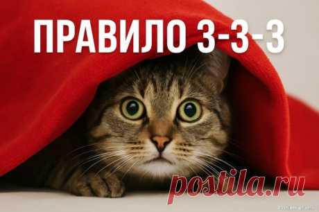 Как работает правило 3-3-3 у кошек: три рубежа доверия Даже самая ласковая и контактная кошка теряется, попадая в незнакомую обстановку. У животных нет когнитивной карты на случай «переезда» &mdash; они ориентируются на запахи, звуки, привычные предметы. Когда всё вокруг меняется, кошка теряет точку опоры.Усыновление или переезд...